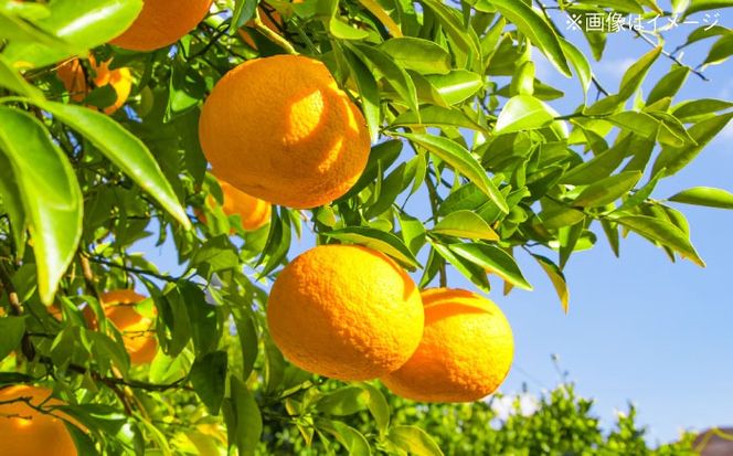 料亭「浮岳茶寮」の甘夏マーマレードジャム 1個 / 糸島市 / 合資会社アコート / ジャム パン[AAK004] 甘夏 ジャム パン 朝食 無添加 レモン 炭酸水 クラッカー マーマレード