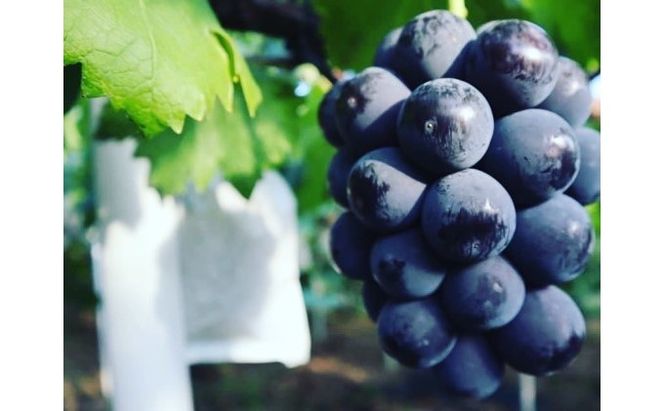 桐箱入 ニュー ピオーネ 1房 750g以上 葡萄 ぶどう フルーツ 岡山 高梁市産 赤迫農園 2026年 先行予約 果物 デザート 愛情 最高 新鮮 桐箱入り 美味しい 