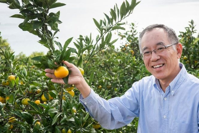 【先行予約】【数量限定】田縁農園のせとか3kg ※離島への配送不可 （2026年3月5日より順次発送） IKTA015