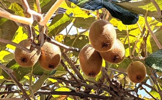 和歌山県産キウイフルーツ約2kg（サイズ混合）※2026年11月下旬～2027年2月下旬頃に発送【tecj1039】