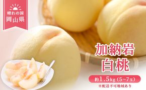 【 2026年 先行予約】 桃 岡山県産 加納岩 白桃 約1.5kg（5～7玉） 《2026年6月下旬-7月上旬頃出荷》 白桃 岡山 はくとう スイーツ フルーツ 果物 先行予約 数量限定 期間限定 岡山 里庄町 モモ もも 桃 