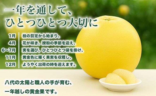 【先行予約】 熊本県八代市産 晩白柚 Lサイズ 2玉入り 約3kg 果物 くだもの フルーツ 柑橘類 青果物 特産品 お取り寄せ 【2025年12月中旬より順次発送】