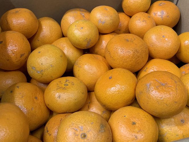 【先行予約】【訳あり】紀州和歌山産 温州みかん「おてんば娘」約1kg（箱込み）S～2L サイズ混合（早生・中生）