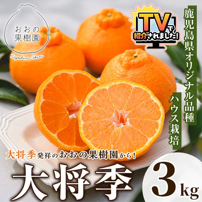 ＜先行予約受付中！2027年2月中旬以降順次発送予定＞数量限定！おおの果樹園の「大将季」(計3kg) 果物 フルーツ 果実 柑橘 ハウス栽培 無加温 みかん【おおの果樹園】akn087-03