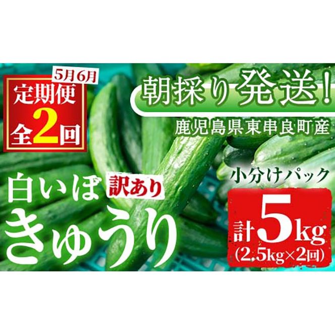 【0133903b】＜訳あり＞＜定期便・全2回(5月・6月)＞愛情たっぷり！牧内農園の白いぼきゅうり(2.5kg×2回) 不揃い 規格外 野菜 やさい 旬 新鮮 サラダ キュウリ 胡瓜 【牧内農園】
