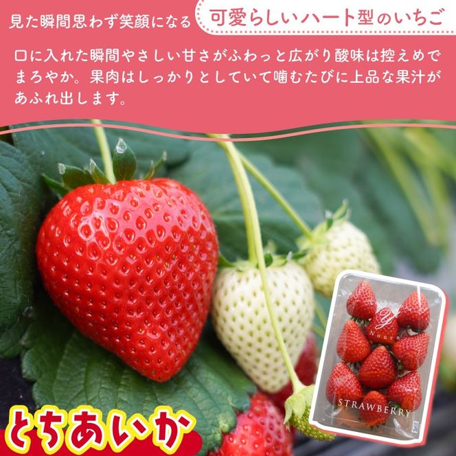 【2026年1月発送開始】【先行予約】合計1,000g 栃木県産 いちご食べ比べセット 甘くて可愛い「とちあいか」× 大粒高級「スカイベリー」 | 栃木県 ふるさと納税 いちご イチゴ 苺 果物 フルーツ とちあいか ご褒美 ハート型 熟成 スカイベリー 大粒いちご セット 食べ比べ こだわり (DS003)
