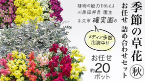 メディア出演多数のプロが厳選！季節の草花 【 秋 】 詰め合わせセット（約20ポット） 花 花苗 ガーデニング 寄せ植え 花壇 プランター 確実園 確実園園芸場 川原田邦彦 パンジー ビオラ 白妙菊 シロタエギク キンギョソウ ヒメキンギョソウ アソート おまかせ