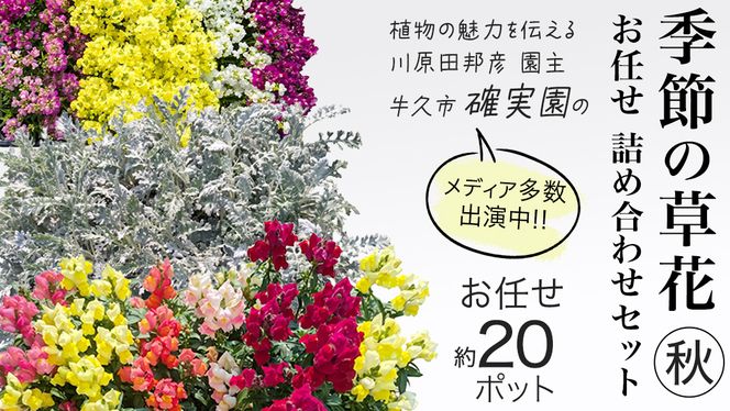 メディア出演多数のプロが厳選！季節の草花 【 秋 】 詰め合わせセット（約20ポット） 花 花苗 ガーデニング 寄せ植え 花壇 プランター 確実園 確実園園芸場 川原田邦彦 パンジー ビオラ 白妙菊 シロタエギク キンギョソウ ヒメキンギョソウ アソート おまかせ