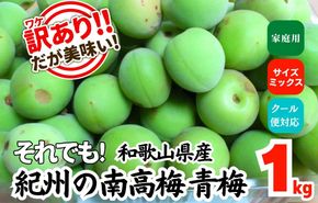 [2025年6月上旬出荷] 青梅 南高梅 約1kg 訳あり サイズミックス 和歌山県産 A品 梅酒作り用 梅ジュース作り用 	AX394