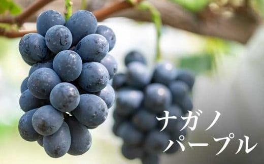 ぶどう3姉妹® シャインマスカット ＆ ナガノパープル ＆ クイーンルージュ® 詰合せ ［おぶせファーマーズ］ 果物 フルーツ くだもの ぶどう 葡萄 ブドウ クール便 冷蔵便 令和7年産 【2025年9月中旬〜10月下旬発送】 ［F-543］