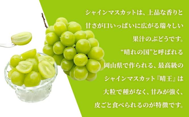 ぶどう 定期便 2026年 先行予約 シャイン マスカット 晴王 各月2房（1房600g以上） 3回コース マスカット ブドウ 葡萄  岡山県産 国産 フルーツ 果物 ギフト 大粒 高級 甘い 弾力