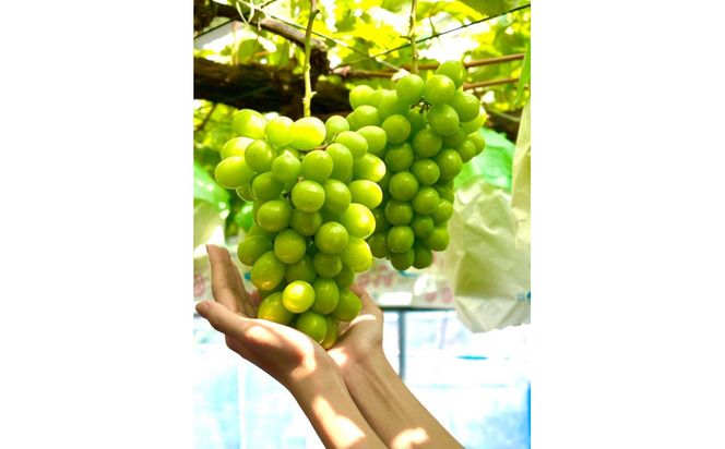 【先行予約2026年8月頃発送】大府市産　シャインマスカット1.4kg(2～3房入） 232238_CT002