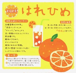 【先行予約】訳あり 晴姫 はれひめ 3kg みかん 蜜柑 柑橘 かんきつ 果物 くだもの ジュース 冬 旬 季節限定 期間限定 数量限定 厳選 産地直送 わけあり 訳あり 傷 きず サイズ混合 サイズミックス ふるさとチョイス ふるさと納税 ふるさと納税みかん チョイス 愛媛県 愛南町 みかん職人武田屋