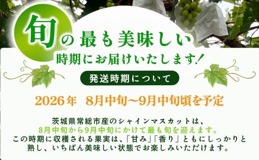 茨城県常総市産 シャインマスカット 約3kg｜ぶどう ブドウ 葡萄 果物 フルーツ 贈り物 ※2026年8月中旬～9月中旬頃に順次発送予定