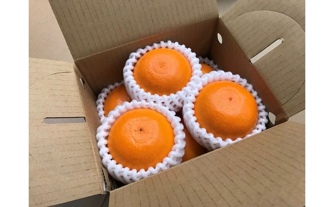 ［4箱セット］甘っ子 小玉 ハウス せとか 9玉入 × 4箱 手さげ箱 南泰園 BS174