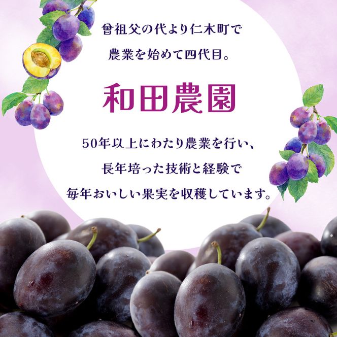 [先行受付]【9月後半～10月発送】北海道 仁木町産 おすすめ プルーン 800g（400g×2パック） 果物類 果物 くだもの フルーツ 果物詰合せ [和田農園]