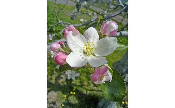 峠のふもと紅果園の完熟！リンゴジュース710ml×6本セット 飲料類 果汁飲料 りんご 林檎 ジュース [峠のふもと紅果園]