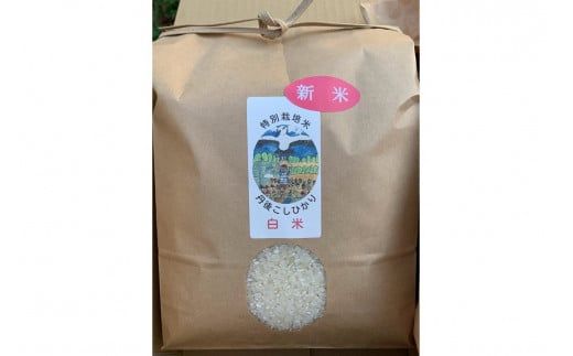 【予約受付】特別栽培米丹後こしひかり3kg＆新興梨5～6個（2027年10月上旬～発送） 国産 コラボ 米 コメ 果物 フルーツ 新興梨 梨 ナシ セット 詰め合わせ 先行予約 生産者応援 農家応援 期間限定　KU00109