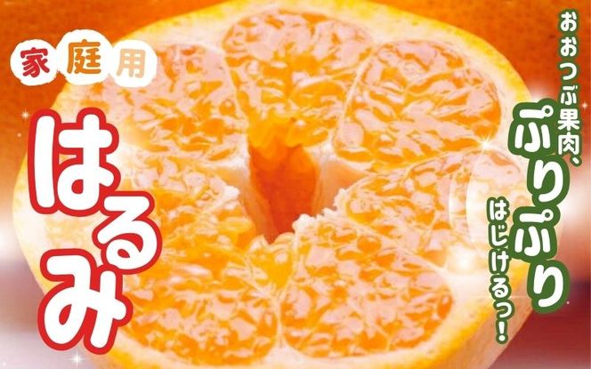 【先行予約】家庭用 はるみ 1kg+250g（傷み補償分) / みかん ミカン 有田みかん 柑橘 フルーツ 果物 和歌山 オレンジ ※2027年2月上旬〜3月下旬頃に順次発送予定 ※北海道・沖縄・離島への配送不可 【ikd013-c-1B】