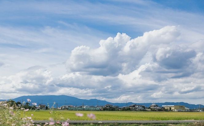 いか明太 140g×4 明太子 めんたいこ 加工品