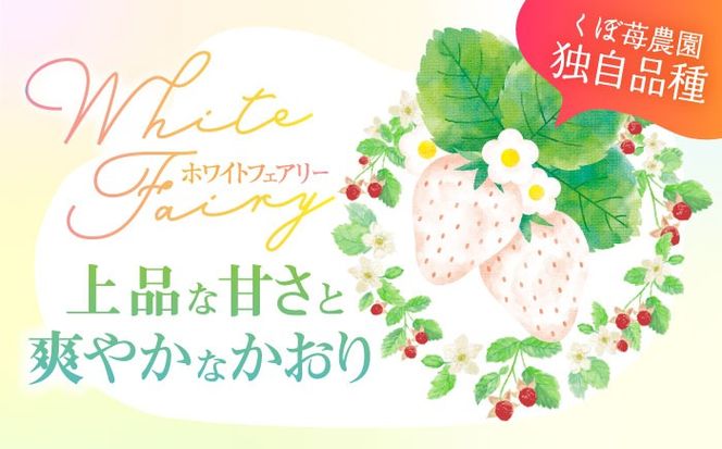 【希少】 朝摘み 愛知県産 白いちご （White Fairy） 約180g×4パック 粒サイズランダム いちご 白イチゴ 国産 愛西市/くぼ苺農園[AECJ005]