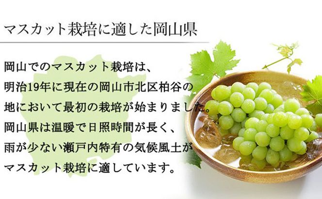 ぶどう 2026年 先行予約 マスカット ・オブ・アレキサンドリア 約600g×1房 ブドウ 葡萄  岡山県産 国産 フルーツ 果物 ギフト 岡山のブドウ デザート 食べ物 日本産 