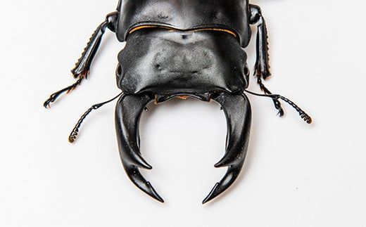 【1セット限定！】完璧育成！「オオクワガタ」 E-256