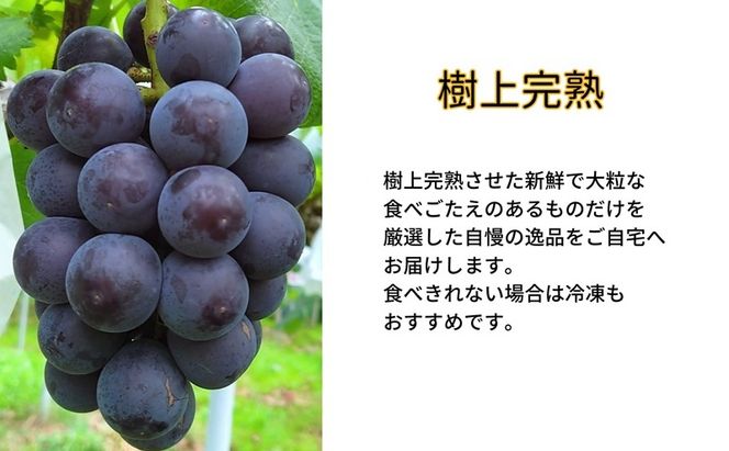 ぶどう 藤稔 2房 合計1.0kg以上 産地直送 朝採れ ぶどう 葡萄 岡山 Kawahara green Farm 岡山県産 2026年