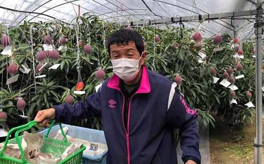 【JA大崎選果場厳選】「大崎産マンゴー2026」 おおよそ300g×2玉 464686_X018