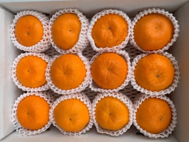 完熟はるみオレンジ 赤秀品 12玉入り CC31