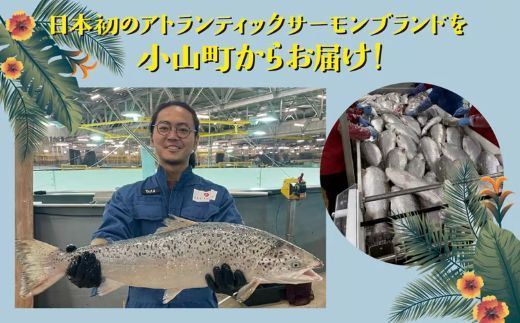 日本初 完全陸上養殖 静岡県小山町産 アトランティックサーモン 冷凍 ポキ丼 （ 約160g × 4パック ）漬けサーモンと大葉