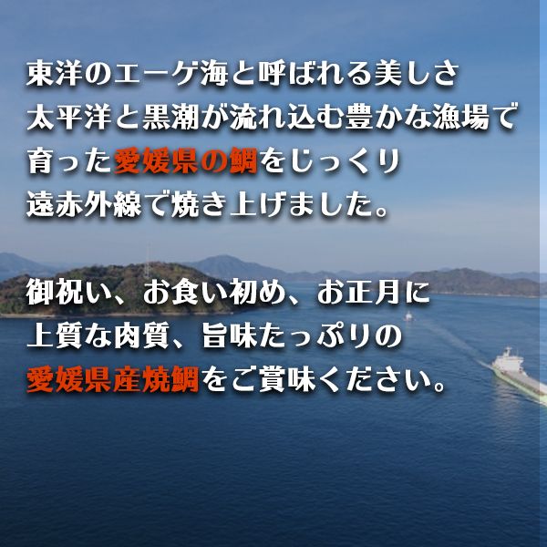 【尾頭付きの縁起物】 活塩焼き鯛（中サイズ） 1匹（約35cm・約550g）