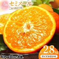 【2027年先行予約】セミノール オレンジ 約2.8kg 和歌山県有田産 春みかん (果実サイズおまかせ) 春柑橘 紀伊国屋文左衛門本舗_V7418