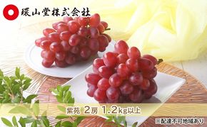 ぶどう 2027年 先行予約 冬 紫苑 2房 1.2kg以上 ブドウ 葡萄  岡山県産 国産 フルーツ 果物 ギフト 環山堂