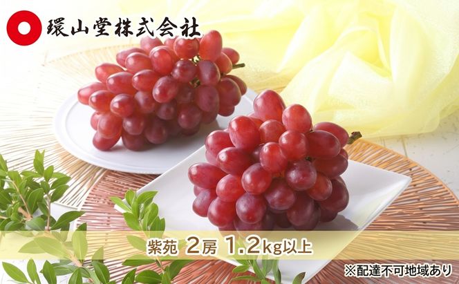 ぶどう 2027年 先行予約 冬 紫苑 2房 1.2kg以上 ブドウ 葡萄  岡山県産 国産 フルーツ 果物 ギフト 環山堂