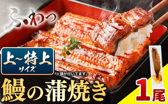 国内産 鰻の蒲焼き 徳島県産 うなぎの蒲焼き 1尾 タレ・山椒付《30日以内に出荷予定(土日祝除く)》うなぎの蒲焼き うなぎ 鰻 蒲焼 蒲焼き ウナギの蒲焼 徳島県産---sanagouchi_lcl_93_1bi---