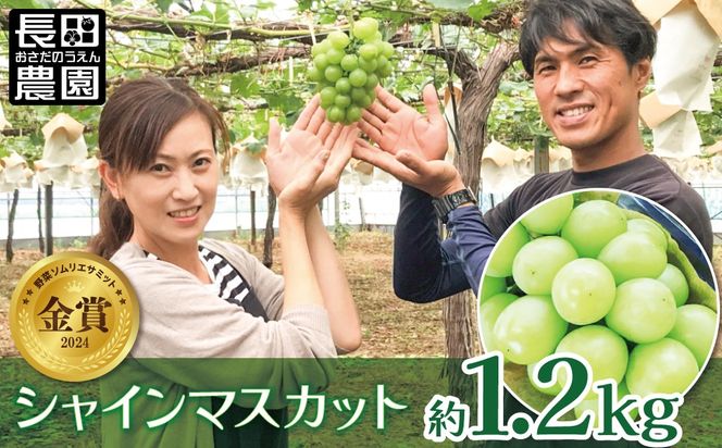 【2026年発送】皆さんの応援から実った シャインマスカット 約1.2kg（2房）【数量限定】 フルーツ 果物 長田農園 産地直送 甘い ご褒美 プレゼント 美容 健康 リピート多数 人気 高評価 碧南市 H004-151