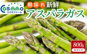 朝採り新鮮アスパラガス 800g 【2Lサイズ】 | 野菜 アスパラガス グリーンアスパラ 旬 とれたて 春野菜 春 朝採り 朝採れ とれたて 新鮮 みずみずしい サラダ 甘い お取り寄せ 産地直送 冷蔵 岐阜県 瑞穂市
