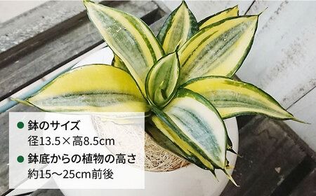 サンセベリア ・ ゴールデン ハニー 糸島市 / cocoha [AWB007] 観葉植物 緑 グリーン 暮らし インテリア 小さめ 鉢 おしゃれ 植物 ギフト