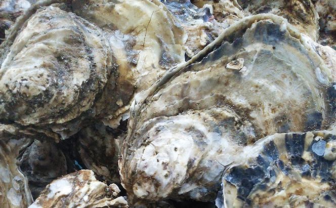 【厚岸漁協直売店特製】 かきガンガン焼 Ｍセット20個  北海道 牡蠣 カキ かき  生牡蠣 殻付  魚介類 マルえもん