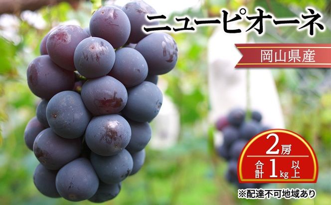 ぶどう 【2026年 先行予約】 ニュー ピオーネ 2房 合計1kg以上 ブドウ 葡萄 岡山県産 国産 フルーツ 果物 ギフト [№5735-2135]