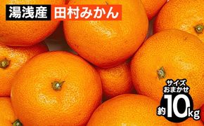 【先行予約】 田村みかん 10kg サイズおまかせ 和歌山  湯浅町 田村地区産