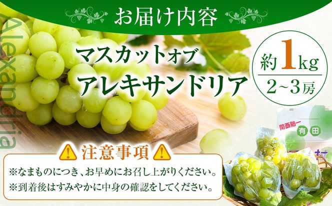 ［先行予約］和歌山 有田産 マスカットオブアレキサンドリア 約1kg 2～3房 ［2026年8月下旬より順次発送予定］  	DU04