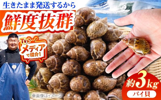 豊前海産 バイ貝 3kg (60〜99個前後) 《築上町》【明青丸】 バイガイ 貝 カイ[ABCB015]