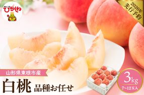 【2026年産先行予約】 採れたて白桃(品種お任せ) 約3kg (7～12玉) 山形県 東根市　hi026-055