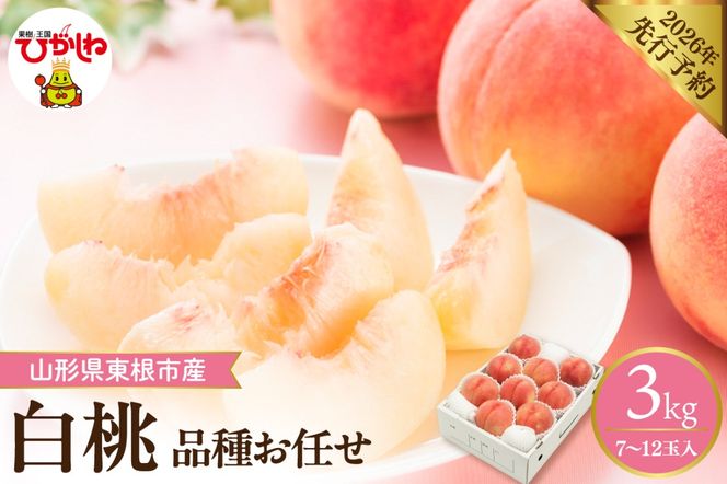 【2026年産先行予約】 採れたて白桃(品種お任せ) 約3kg (7～12玉) 山形県 東根市　hi026-055
