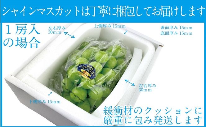 ぶどう 2026年 先行予約 【2回定期便】 シャイン マスカット 晴王 1房 約600g ブドウ 葡萄  岡山県産 国産 フルーツ 果物 ギフト デザート 食後 酸味が少ない 9月・10月にお届け ハレノフルーツ