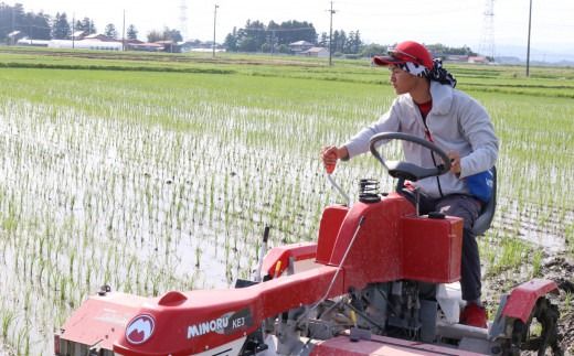【新米予約】《 希少品種米 》 米 令和8年 宮城県産 ササシグレ ( 栽培期間中農薬・肥料不使用 ) 【 6回 定期便 】 精米 白米 5kg × 6ヶ月 （ 合計 30kg ） | nt-ss05-t6-r8