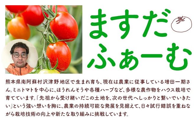 ミニトマト アイコ＆キャロルスター 選べる 種類 内容量 約2kg 約3kg ますだふぁーむ《7月上旬-11月末頃出荷》熊本県 南阿蘇村 アイコトマト キャロルスター 野菜 旬 夏野菜 トマト---sms_msf_af711_r7_11000_2kg---