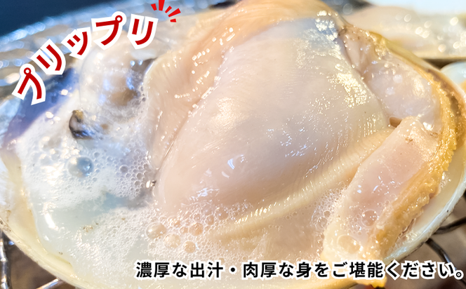 岬だよりの＜個包装＞大粒!天然はまぐり(特特大サイズ)170g前後×5個入り